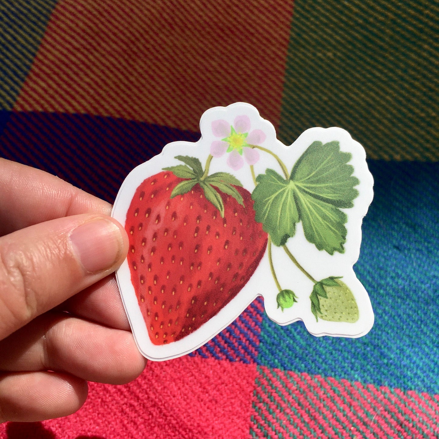 Anna Seed Art | Sticker - Strawberry - Matte waterproof vinyl