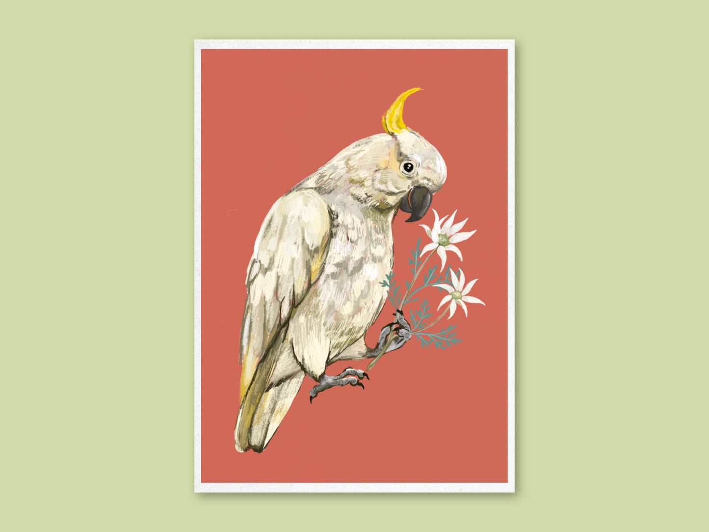 Anna Seed Art | Art Print - Cockatoo - Bird, Nature, Australian illustration, wall art