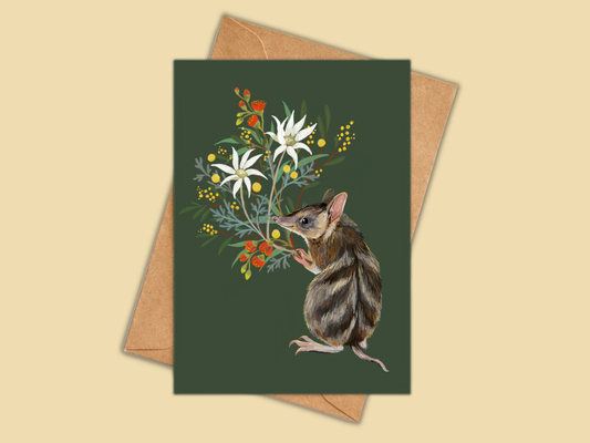 Bandicoot greeting card by Anna Seed: a striped bandicoot holding flannel flowers and wattle on dark green