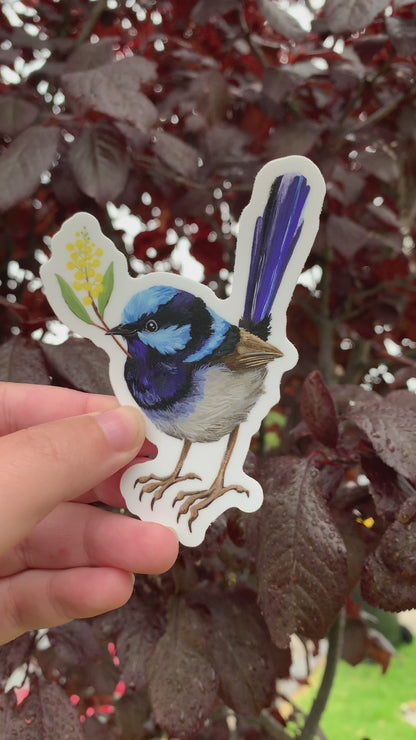Video: the superb fairy wren sticker with wattle sprig held in a hand in front of dark red garden foliage