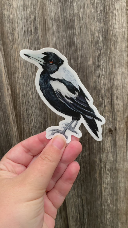 Video: the Australian magpie sticker held up in a hand against a weathered grey timber fence