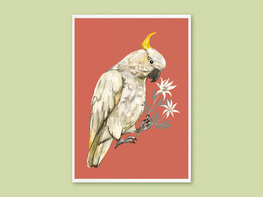 Cockatoo art print by Anna Seed: a sulphur-crested cockatoo holding white flannel flowers in its claw, on terracotta red