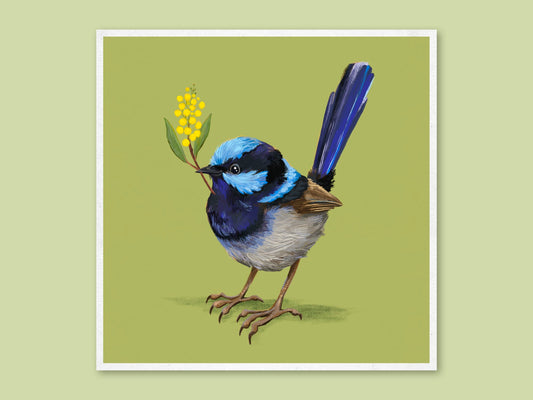 Fairy Wren art print by Anna Seed: a bright blue superb fairy wren holding a sprig of golden wattle, on a lime green background