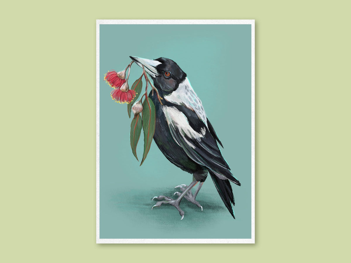 Magpie art print by Anna Seed: an Australian magpie holds a sprig of red flowering gum blossom in its beak, on soft teal