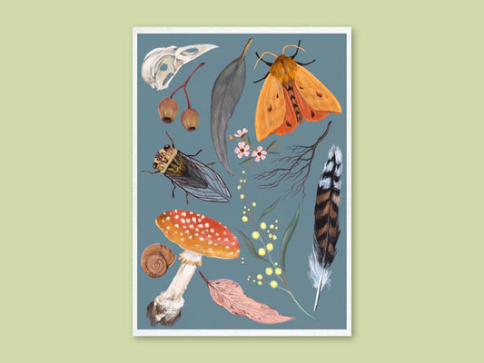 Nature Collection art print by Anna Seed: a moth, cicada, toadstool, feather, gumnuts and wattle on dusty blue