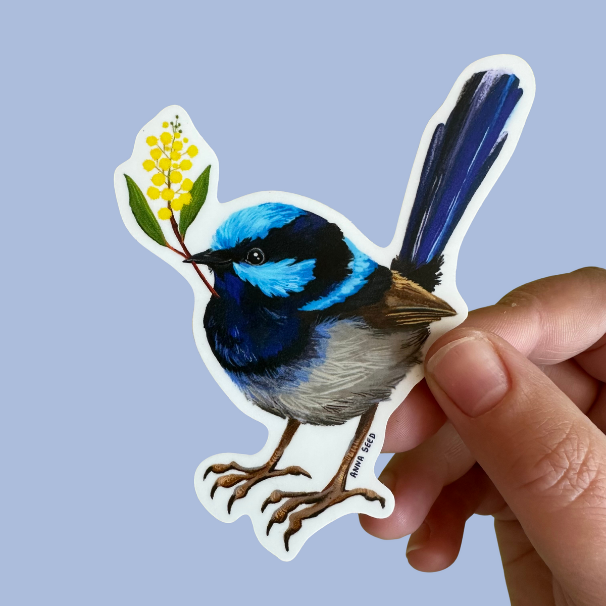 Fairy Wren sticker by Anna Seed: a blue superb fairy wren holding a yellow wattle sprig in its beak, held on blue