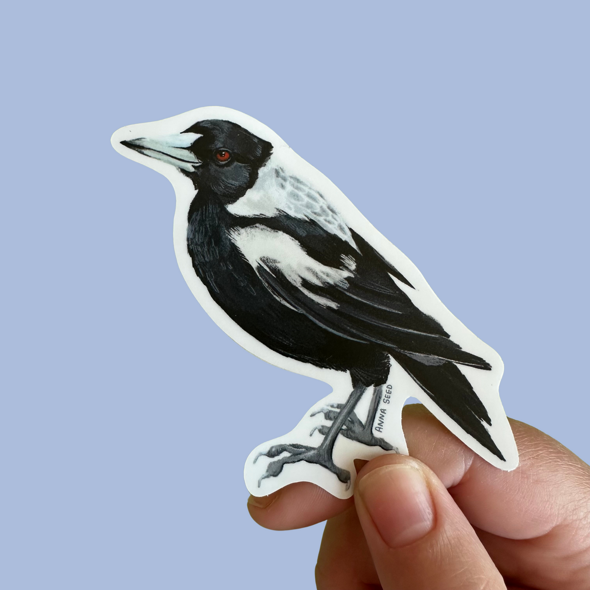 Magpie sticker by Anna Seed: a black and white Australian magpie with red eyes standing in profile, held on blue